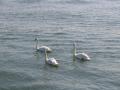 background: Swans in the Sea