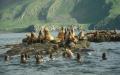 background: Amak Island, Steller's Sea Lion haul out