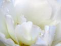background: Closeup of a White Rose