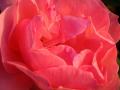 background: Closeup of a Pink Rose