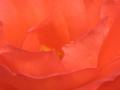 background: Closeup of a Red Rose