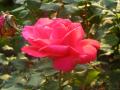 background: Pink Rose