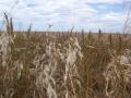background: Wheat Field~*