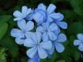 background: Little Blue Flower