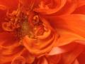 background: orange flower