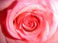 background: pink rose