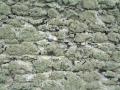 background: Lichen in Wales I