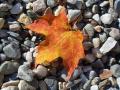 background: Single leaf on a bed of stones