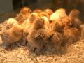 background: Group of Chicks