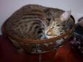 background: Cat in bowl