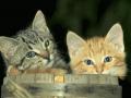 background: Kittens in a bucket