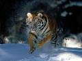 background: Tiger Pouncing