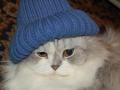 background: Cat with Blue Hat