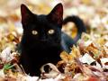 background: Cat Outside In Leaves