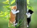 background: Two Cats In A Tree