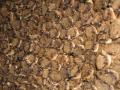 background: brown bat colony