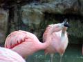background: Pink Flamingo