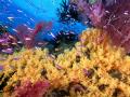 background: Coral reef