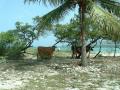 background: Cows on a Dominican Republic beach