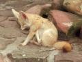 background: fennec fox