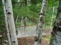 background: peaceful hammock in the woods