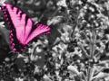 background: Butterfly