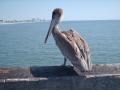 background: Pelican waiting for lunch