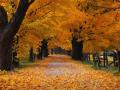background: An autumn walk