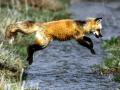 background: red fox jumping