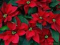 background: red  poinsetia