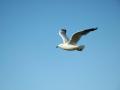 background: seagull in flight