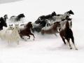 background: Beautiful Wild Horses Running Free in Snow