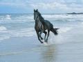 background: Horse on Beach