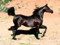 background: Magic Black Arabian Horse