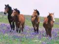 background: Springtime Horses