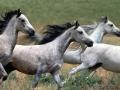 background: Grey Arabian horses running
