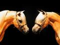 background: Horse Twins
