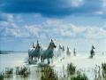 background: Beach horses
