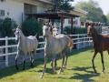 background: Arabian Yearlings at play