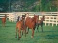 background: A beautiful group of Arabians galloping
