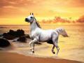 background: A grey Arabian on the beach