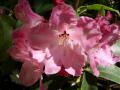 background: Pink Rhodendron