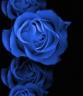 background: blue rose