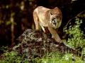 background: Cougar Prowl