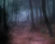 background: foggy forest