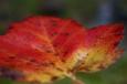 background: close up leaf