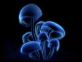 background: Glowing 'Shrooms