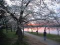 background: Japanese Cherry Trees