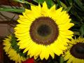 background: Sunflower