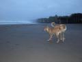 background: El Salvador Beach Dogs